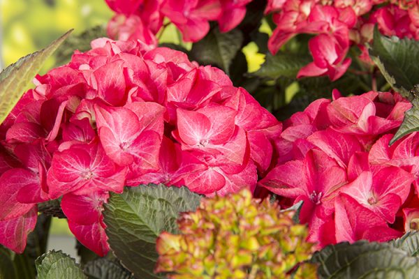 Hydrangea Stock Photo By Visions Premium, Image: 0700829, 56% OFF