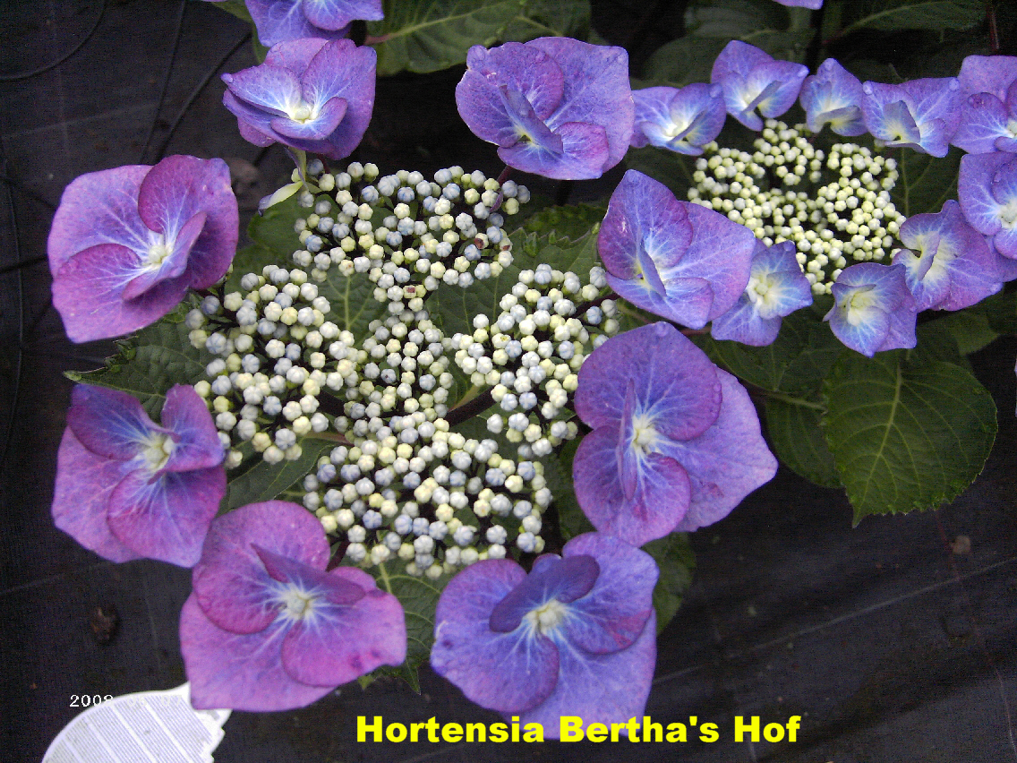Voorzichtig hoofdpijn vals Fertiele of steriele bloemen - Hortensia Bertha's Hof