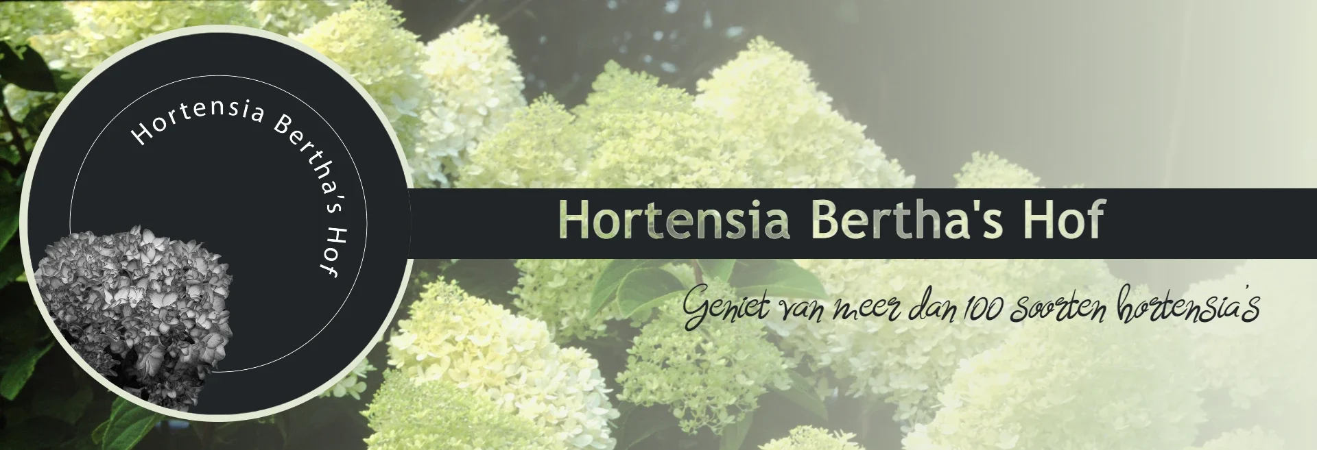 Hortensia Limelight